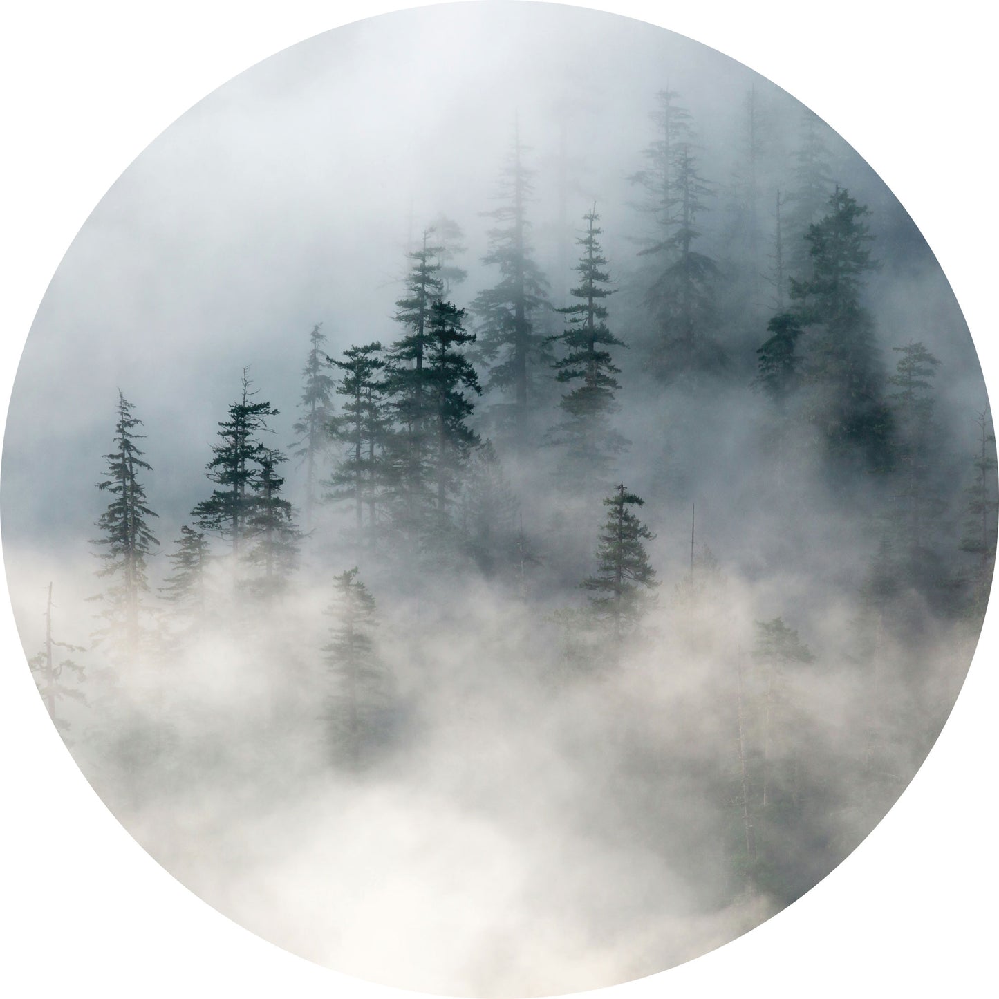 Bos in Mist - Fotografie - Muurstatuur