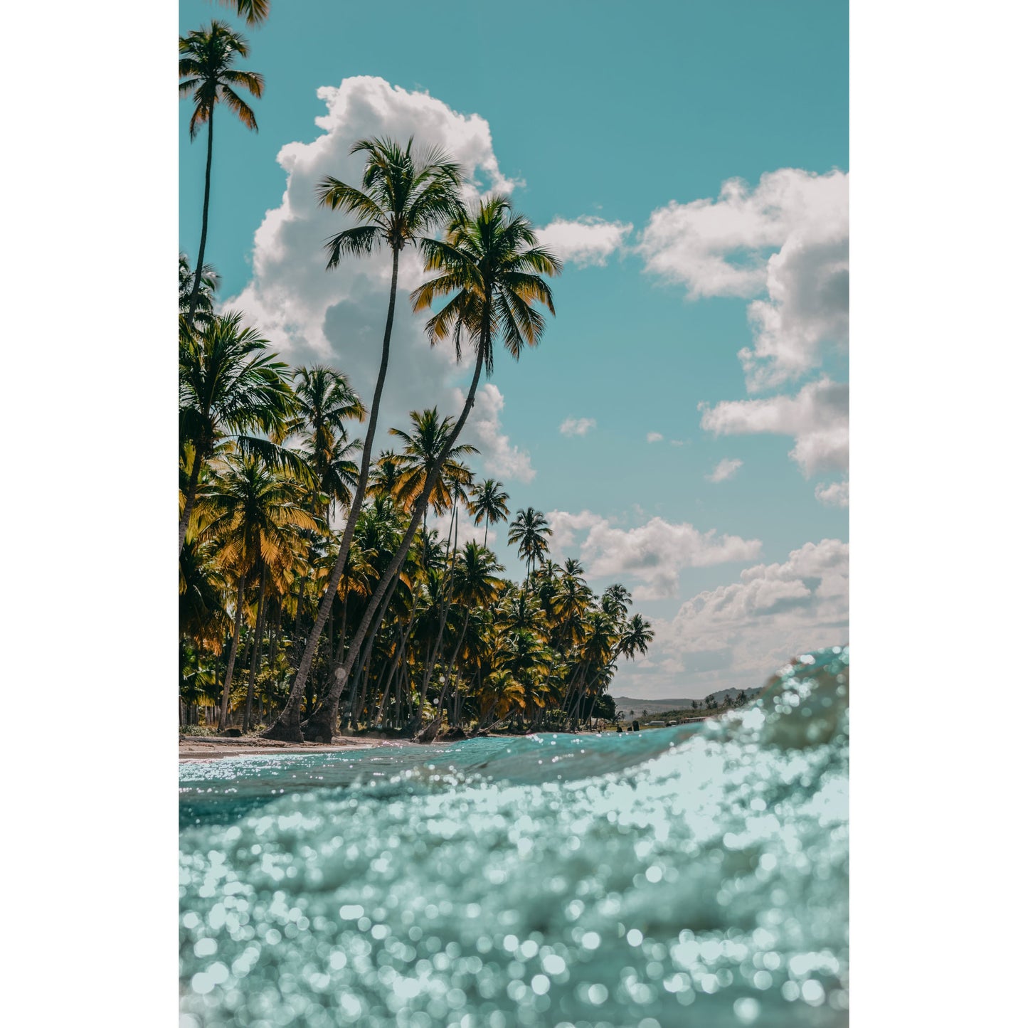 Palmbomen - Fotografie - Muurstatuur