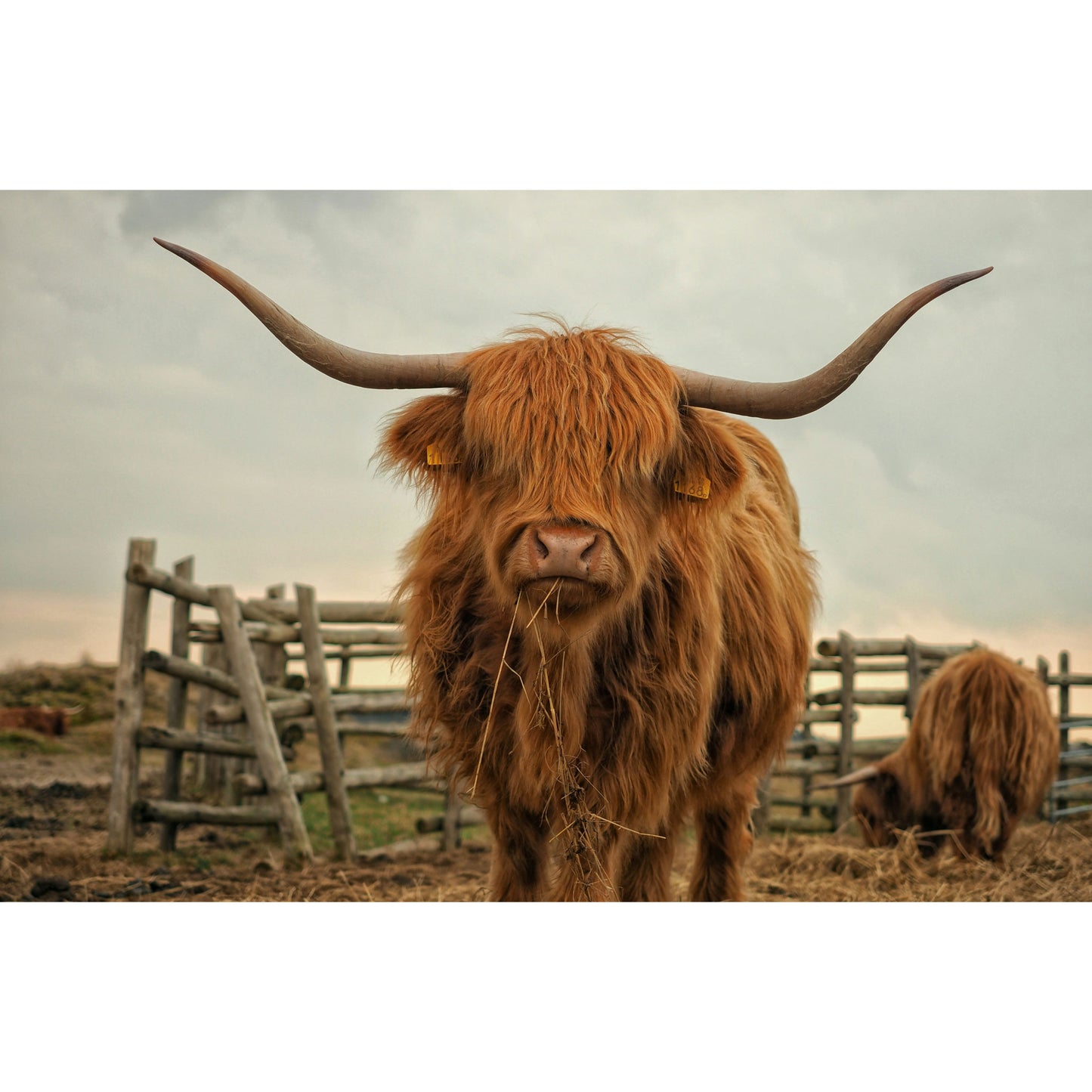 Schotse Hooglander - Fotografie - Muurstatuur