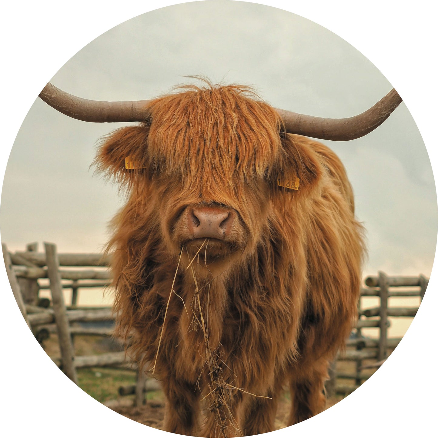 Schotse Hooglander - Fotografie - Muurstatuur