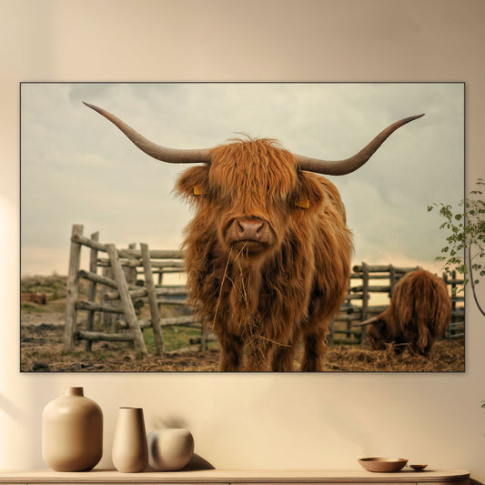 Schotse Hooglander - Fotografie - Muurstatuur