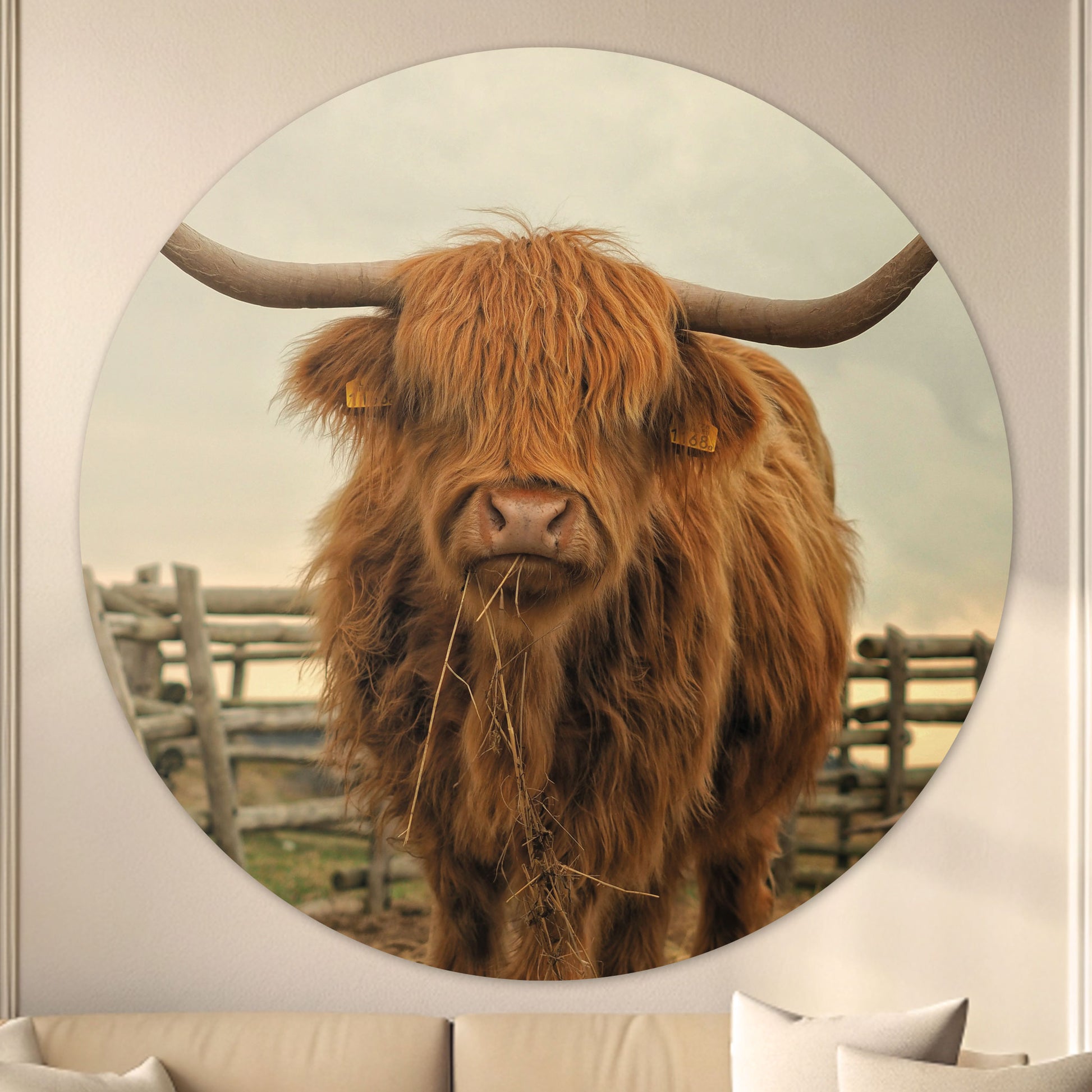 Schotse Hooglander - Fotografie - Muurstatuur