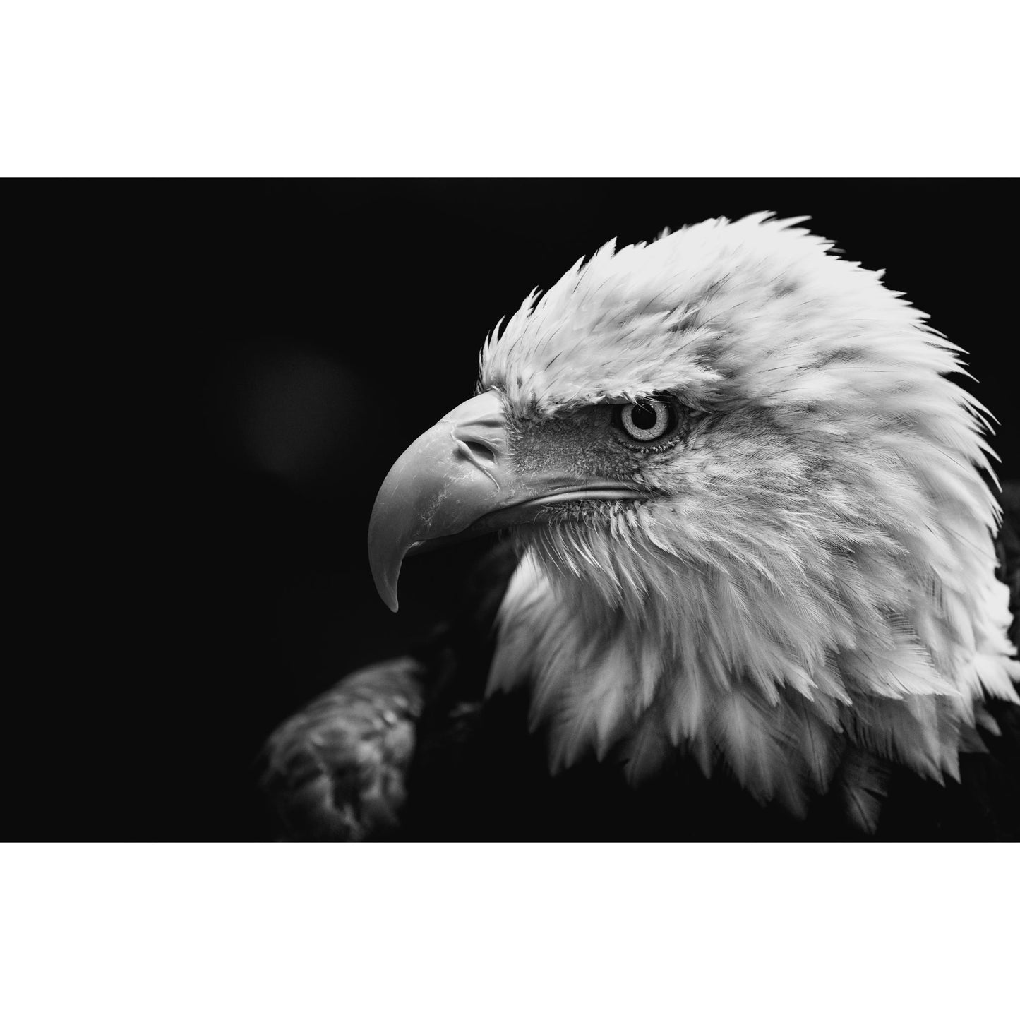 Amerikaanse Arend - Fotografie - Muurstatuur