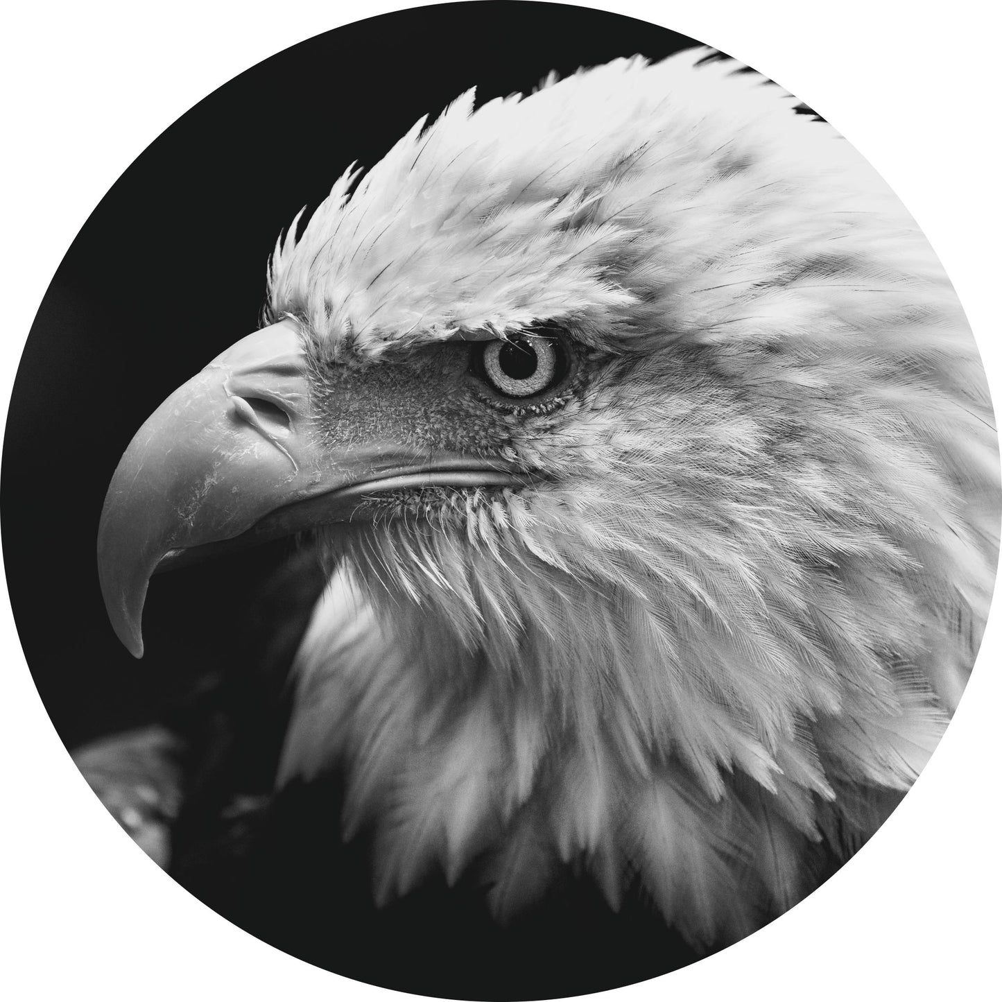 Amerikaanse Arend - Fotografie - Muurstatuur