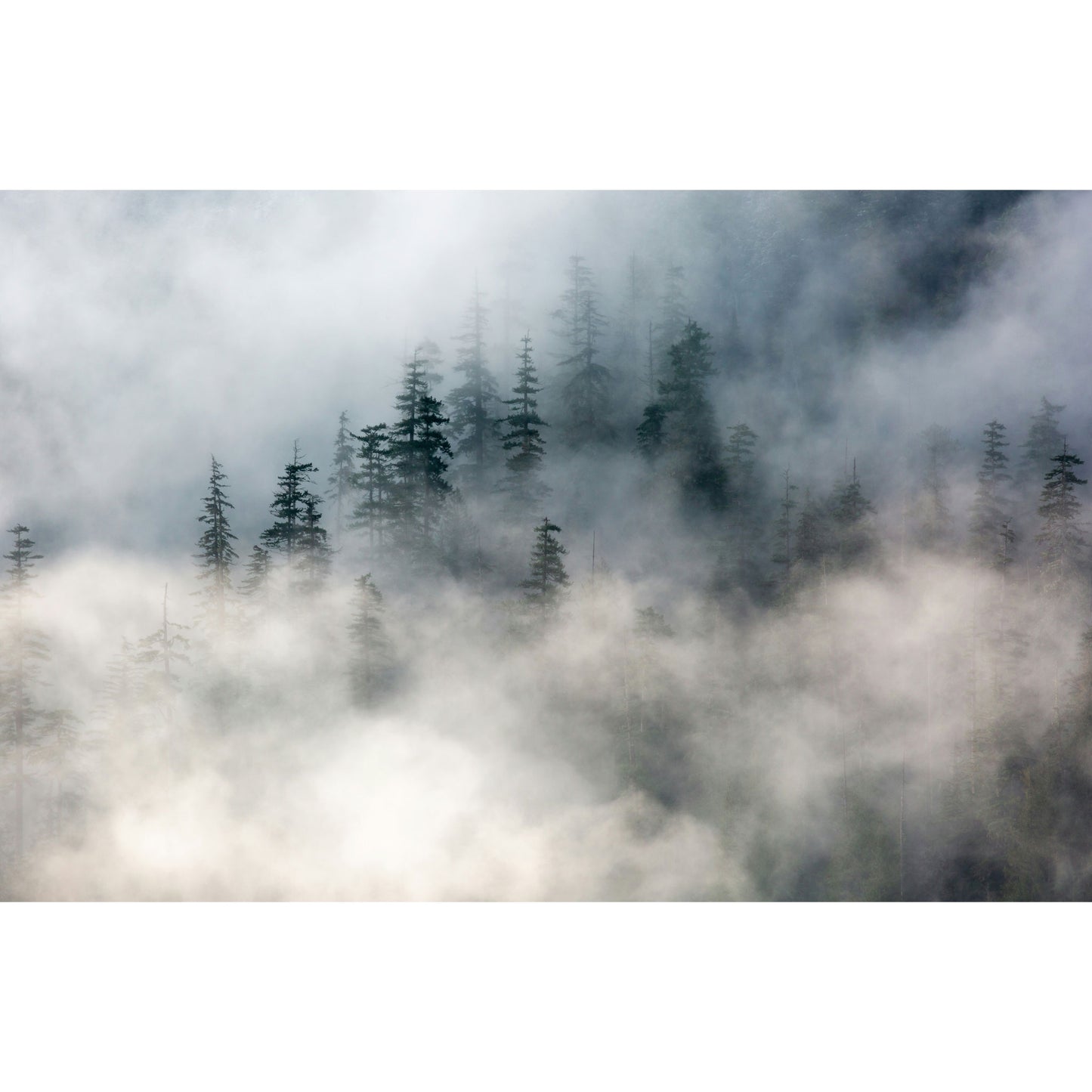 Bos in Mist - Fotografie - Muurstatuur