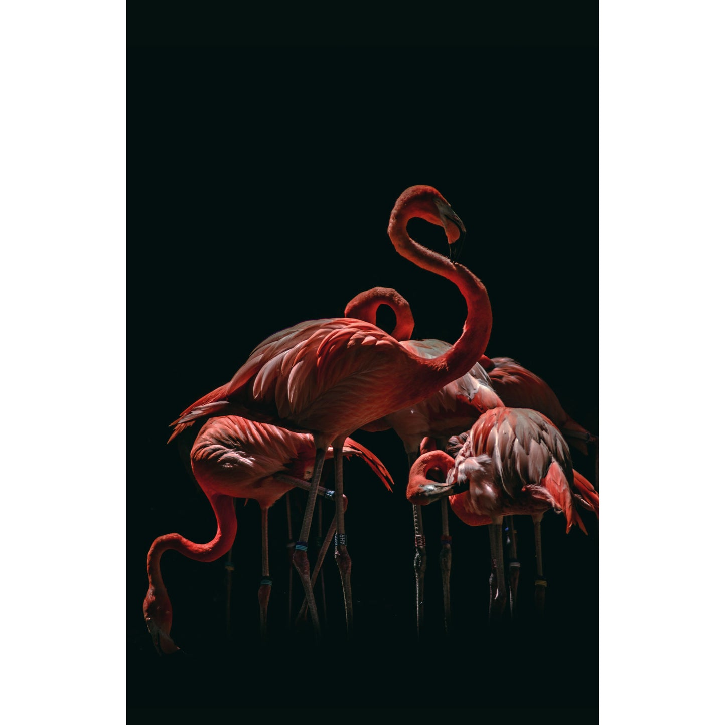 Flamingo's - Fotografie - Muurstatuur