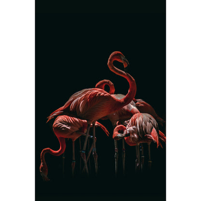 Flamingo's - Fotografie - Muurstatuur