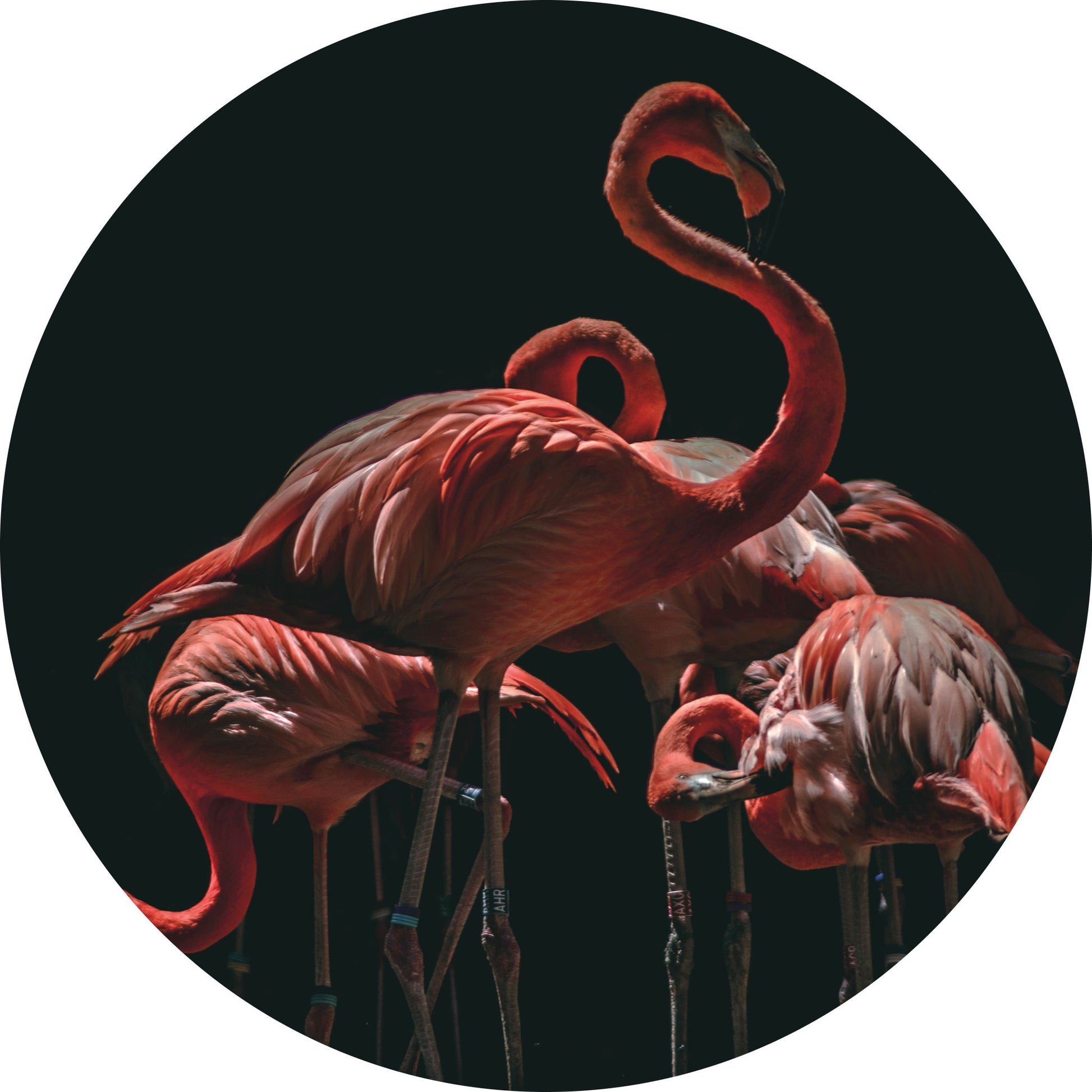 Flamingos - Fotografie - Muurstatuur